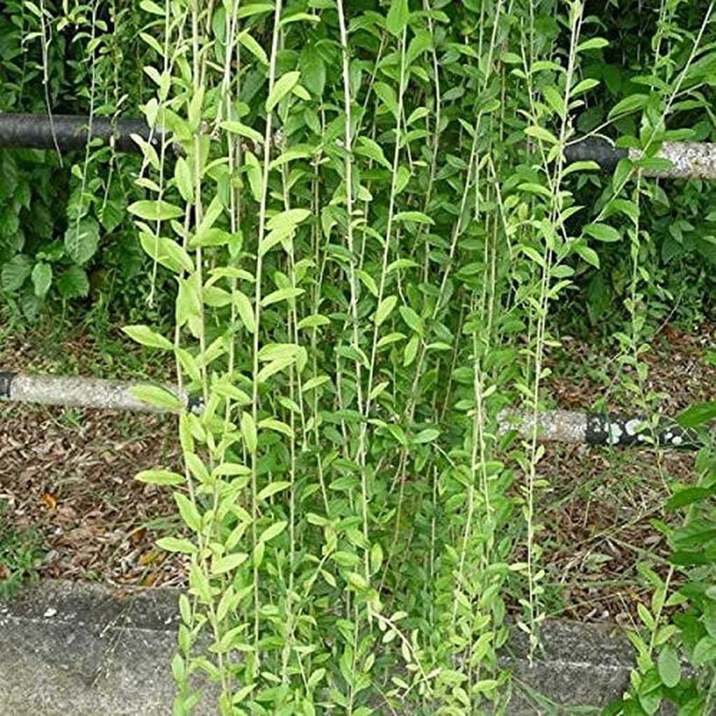 Creative Farmer Live Parda Bel Curtain Creeper Vernonia Best Attractive Evergreen Climber Plant Must Have (B09QSD6BLV) Amazon Price History, Amazon Price Tracker