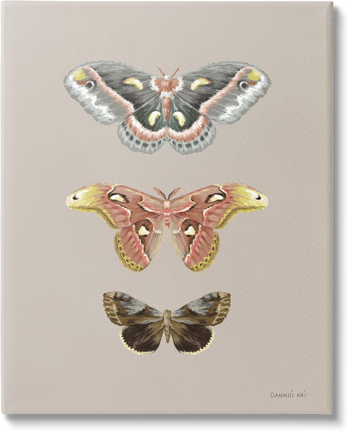 Stupell Industries Vintage Moth Specimens Canvas Wall Art Design by Danhui Nai