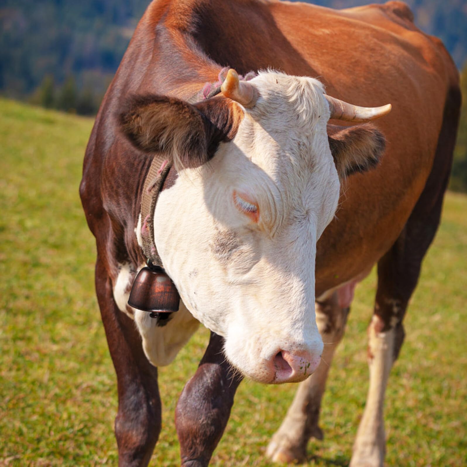 ARTIBETTER Set 12 Mini Campanacci per Mucca e Animali da Fattoria Campanaccio in Metallo Elettroplaccato Rosso Rame Fibbie e Corda Naturale 2M Campana Rustica per Pascolo di Mucche