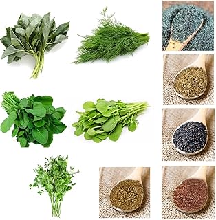 Finest Five Vegetable Seeds Arugula Coriander Dill Mallow Radish Home Farming Balcony Planting