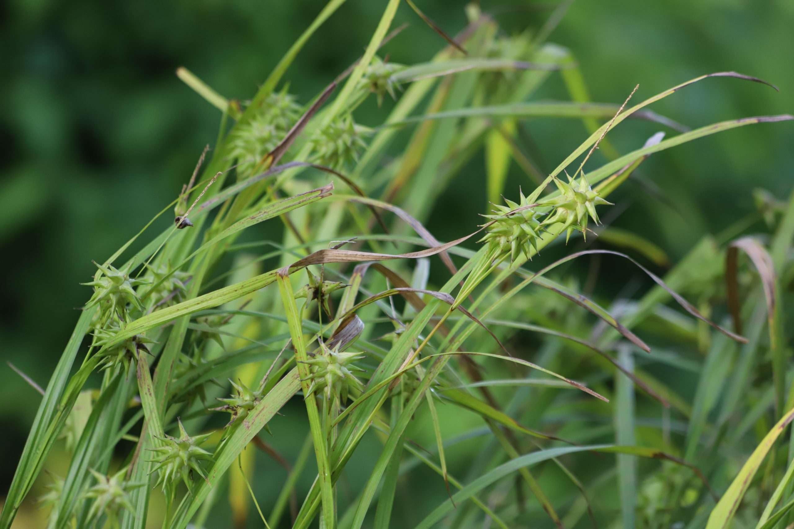 Lincolnshire Pond Plants Ltd - Carex grayi (Mace Sedge) - Marginal Pond Plants - MP022-1 / 9cm