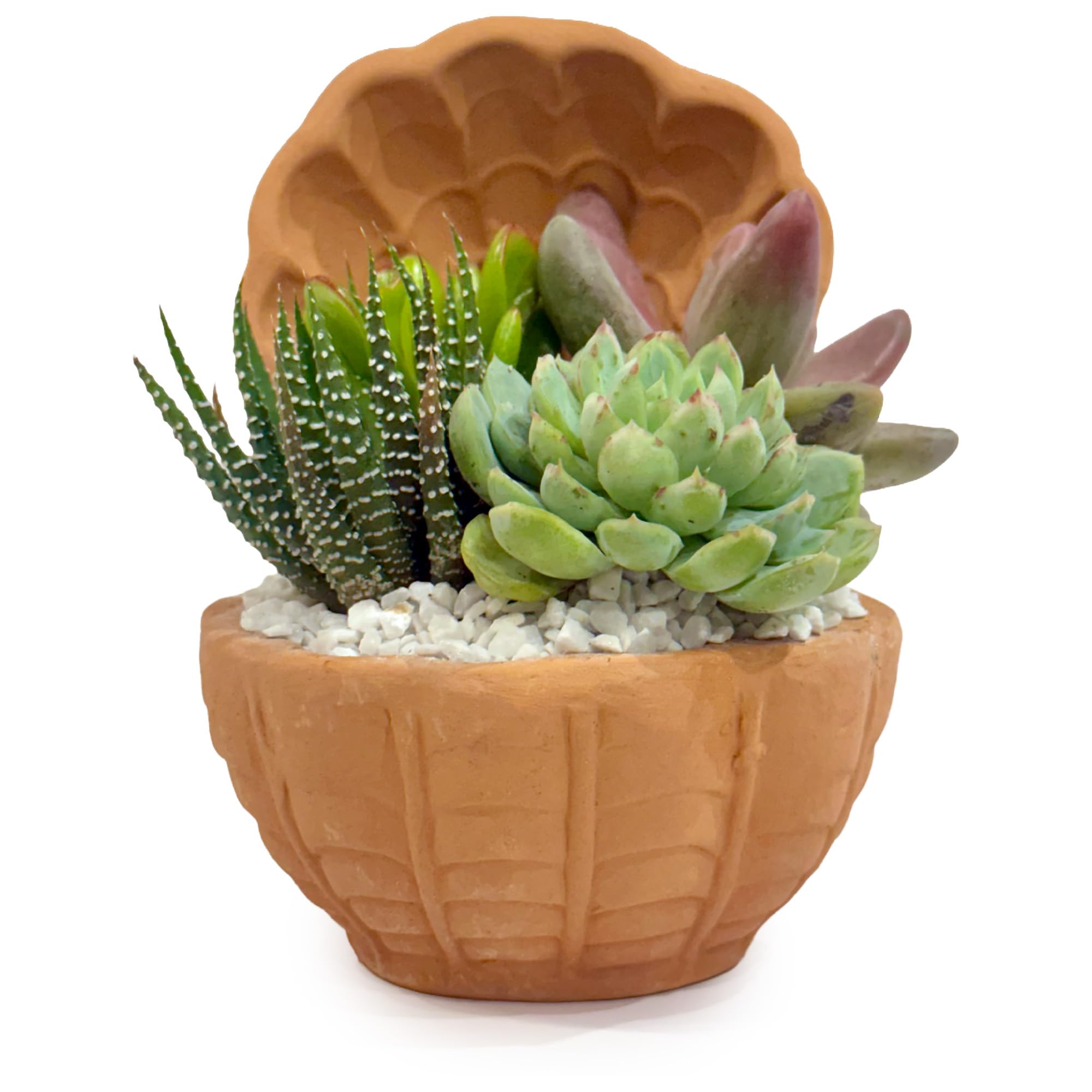 Composizione di Succulente Vere in Vaso in Terracotta a Conchiglia, Mini Giardino Decorativo 20x20x14 cm, Piante Grasse Facili da Curare per Casa e Ufficio, Idea Regalo