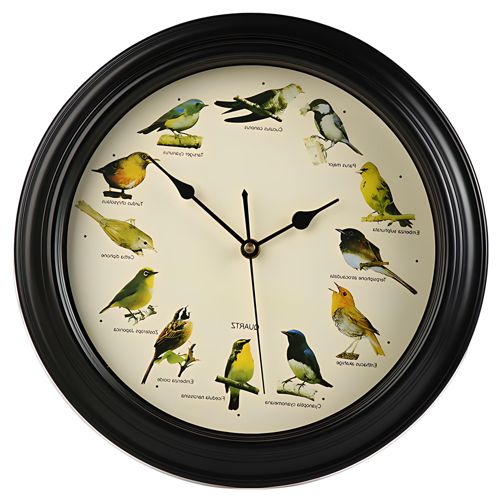 Reloj de pared de pájaro cantante silencioso automático para dormir sin ruidos molestos
