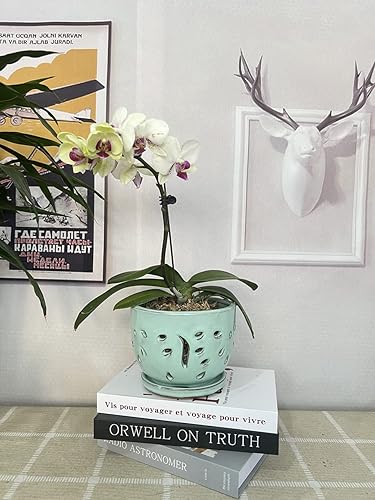 Miniatura 2 de Macetas de orquídeas con agujeros, recipiente redondo de cerámica para suculentas, maceta de mariposa, platillo, alféizar de ventana, decoración