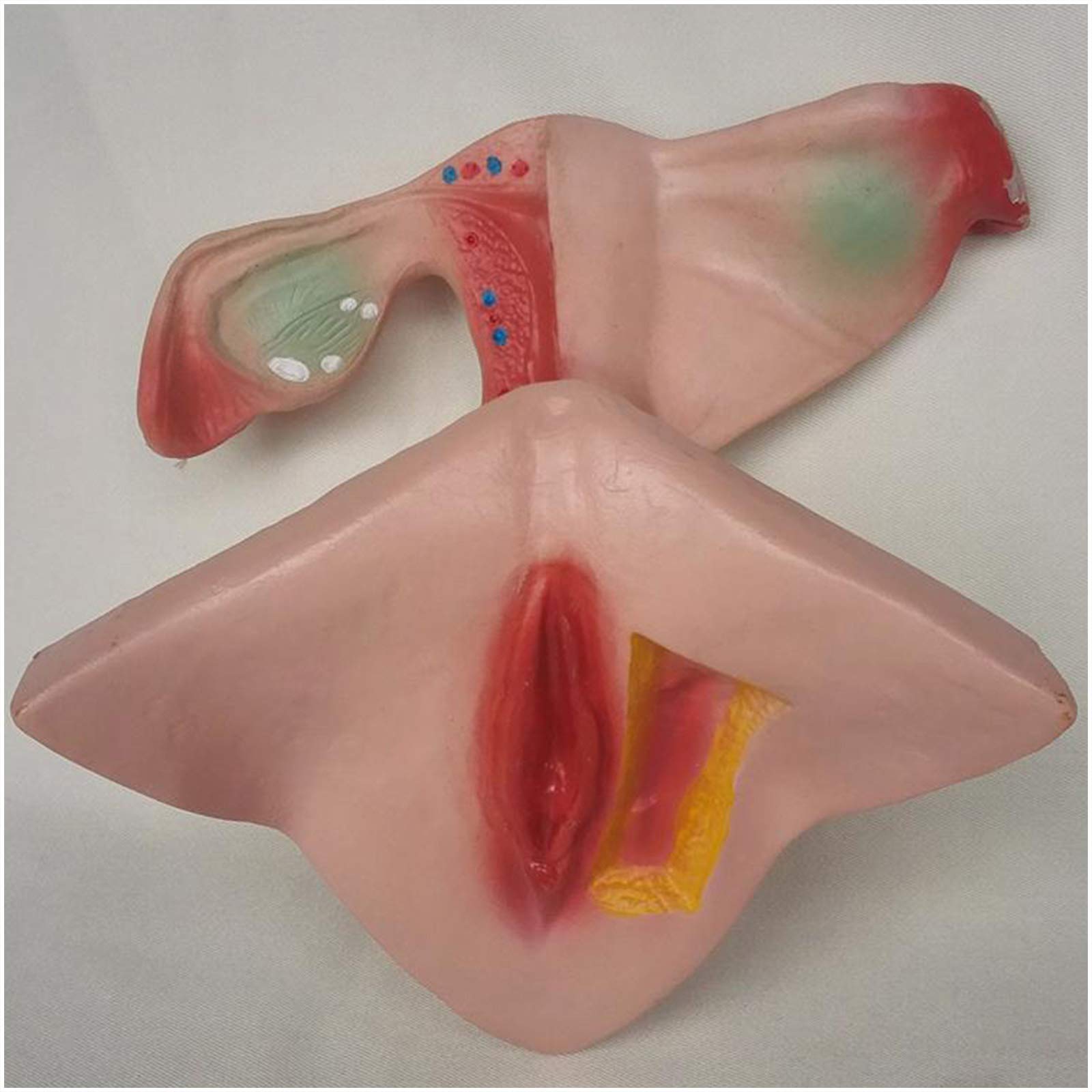 Sjdopulse Women's A Uterus Natomical Model Reproductive System Model Natomy Model Uterus Model For Medical Natomical Family Planning Model, Medical Educational Training Id (A)
