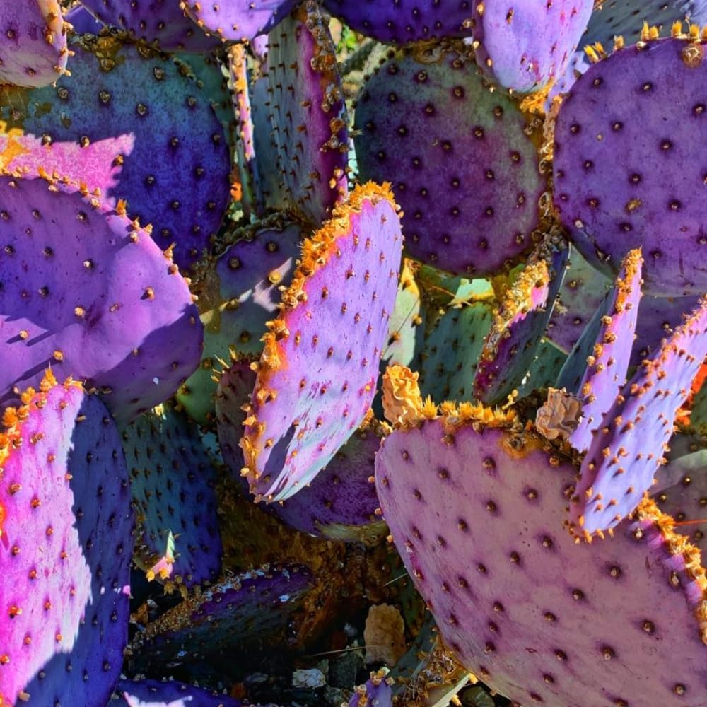 Prickly Pear Cactus Plants Live, 3.5 Inch Pot Purple Prickly Pear Cactus Plant, Hardy Perennial Succulents Plant