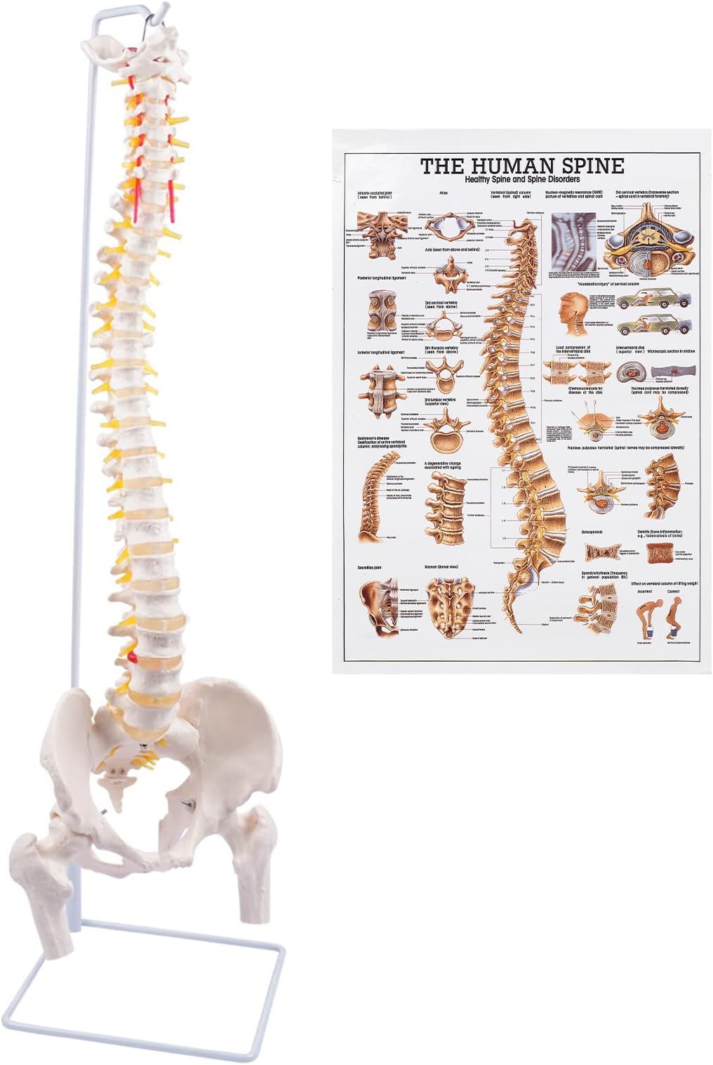 breesky Spine Model, 34.6" Life Size Spinal Cord Model Flexible Anatomical Spine with Vertebrae, Nerves, Arteries, Lumbar Column, and Male Pelvis with Stand for Science Study or Patient Education