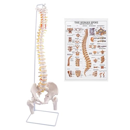 Miniatura 8 de Modelo de columna vertebral flexible, modelo anatómico de médula espinal humana de tamaño real de 34.6 pulgadas con regiones codificadas por color