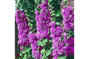 Double Hollyhocks Flower Seeds: Bloom Enchanting Violets in Your Garden