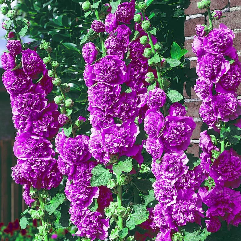 Amazon 100 Double Purple Hollyhock Seeds Violet Hollyhock amazon-100-double-purple-hollyhock-seeds-violet-hollyhock
