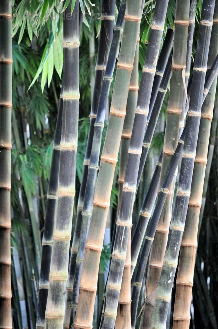 Giant Bamboo Dendrocalamus Asper 10+ Seeds