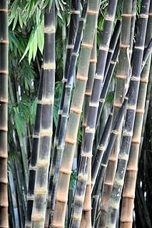 Dendrocalamus Asper (Giant Bamboo) 10 Fresh Seeds. UK Hardy. Same Day Dispatch