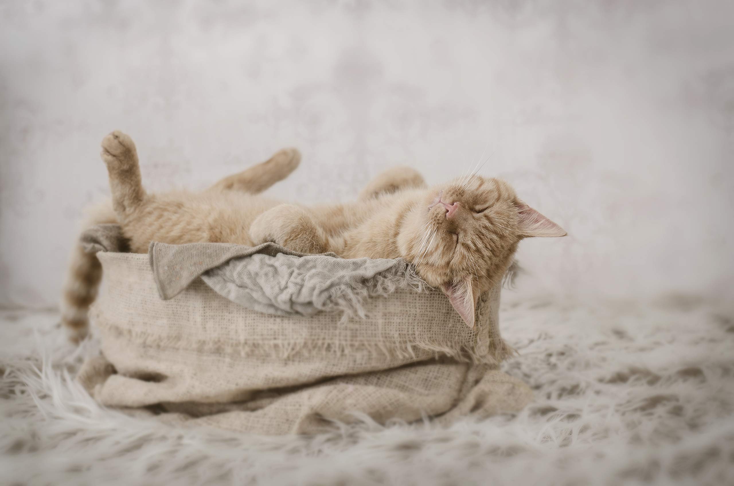 Kräuterland Grünlippmuschelpulver 500g, Hund & Katze, unterstützt die Hüft- und Gelenkfunktion, steigert die Beweglichkeit und Vitalität, naturrein ohne Zusätze, Premium Qualität in aus Neuseeland