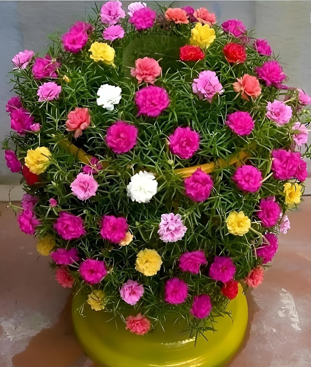 Multicolor Portulaca Table Rose Mossrose 9 O’Clock Flower Hybrid Live Cutting Plants, Fast Growing, Bright Seasonal Blooms for Terrace, Balcony, Lawn &...NDN-9Y-image-9