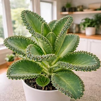 Pinnata Kalanchoe Starter Plant - 2 Inch Pot - Mother of Thousands