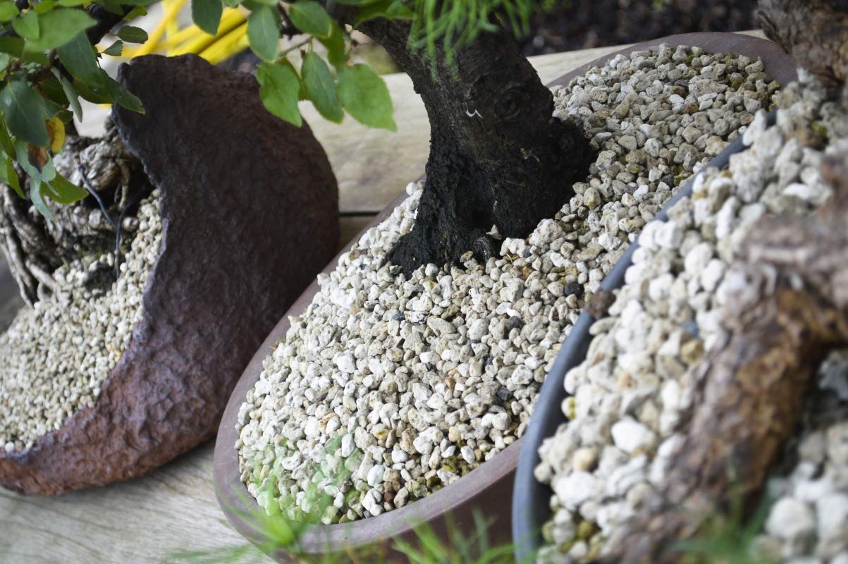 Cuir D'or Pumice pour Bonsaï 1KG