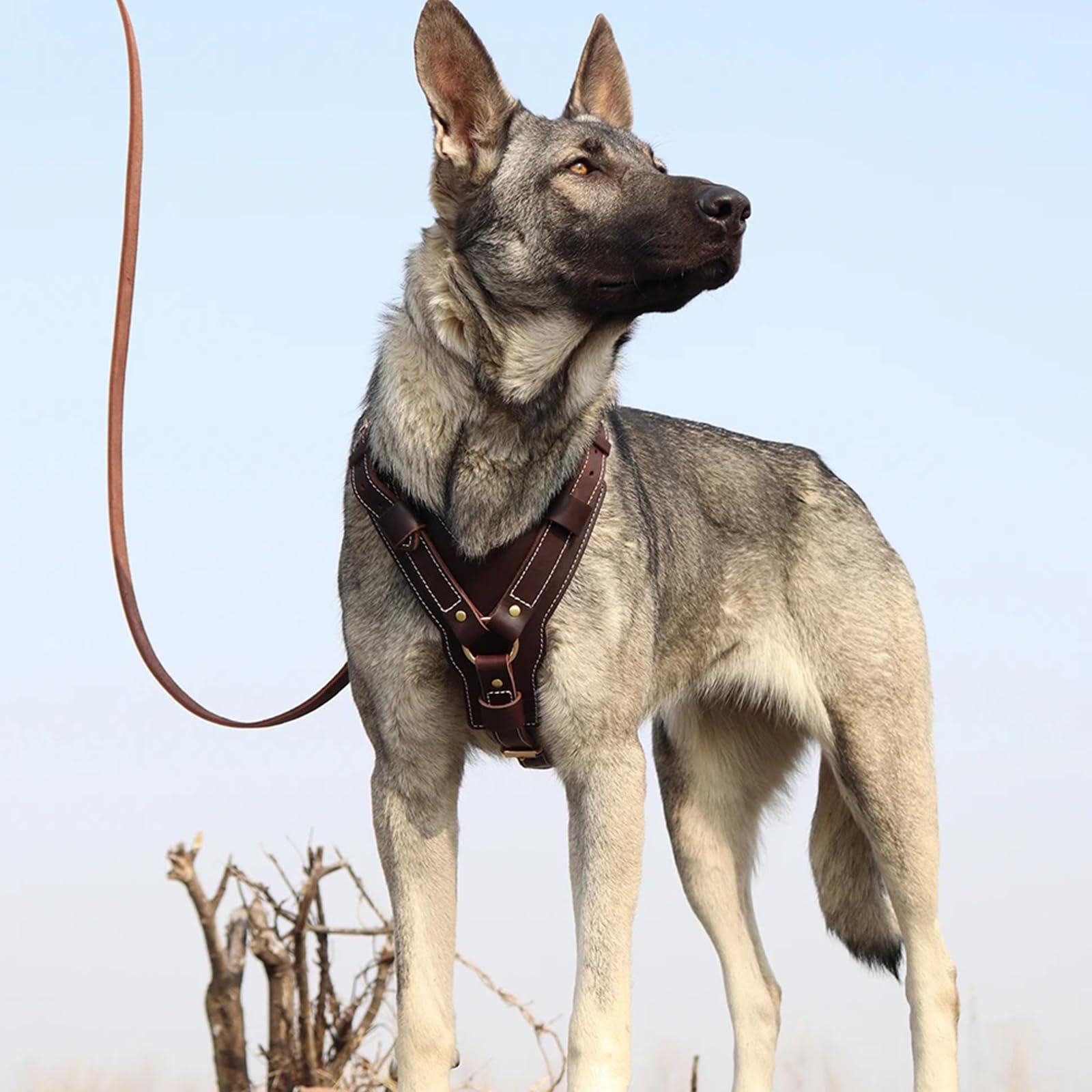Arnés para Perros De Cuero con Anillos En D Y Hebillas Ajustables Arnés para Mascotas De Uso Pesado Ajustable para Perros Grandes Ideal para Caminar, Entrenar Y Actividades Diarias