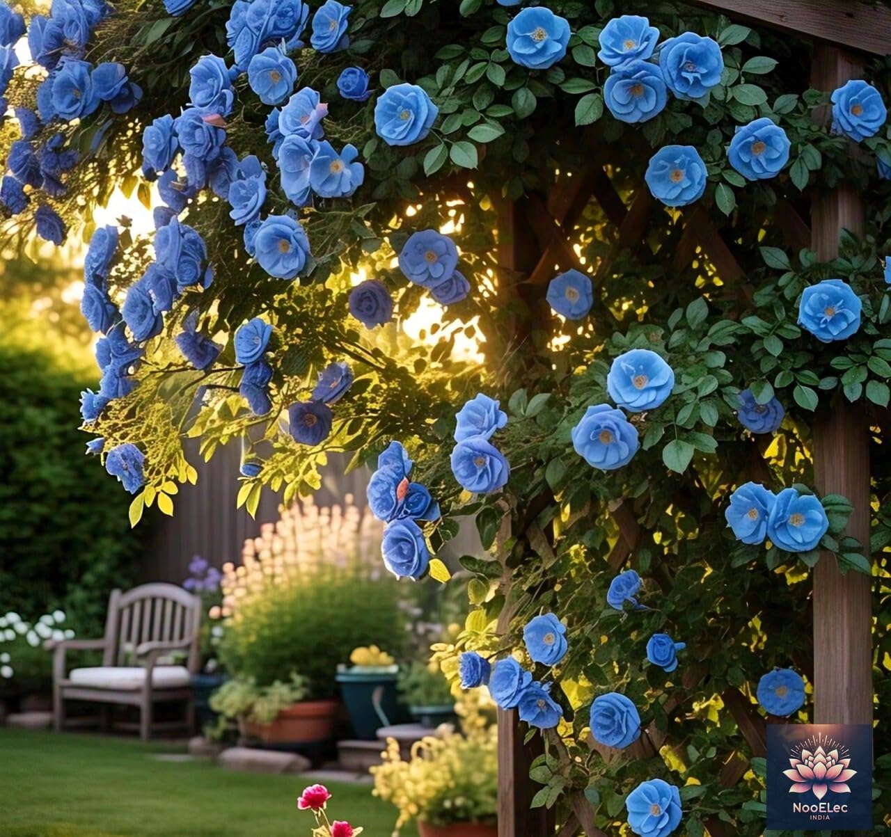 NooElec Seeds India Climbing Rose Flower Seeds, 60 Seeds Pack - Hybrid, Year-Round Blooms, Minimal Care (BLUE) - Image 3 thumbnail