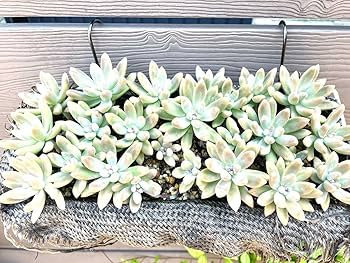 多肉植物　秋麗　秀麗　カット苗6本 多肉植物 秋麗 秀麗 カット苗6本