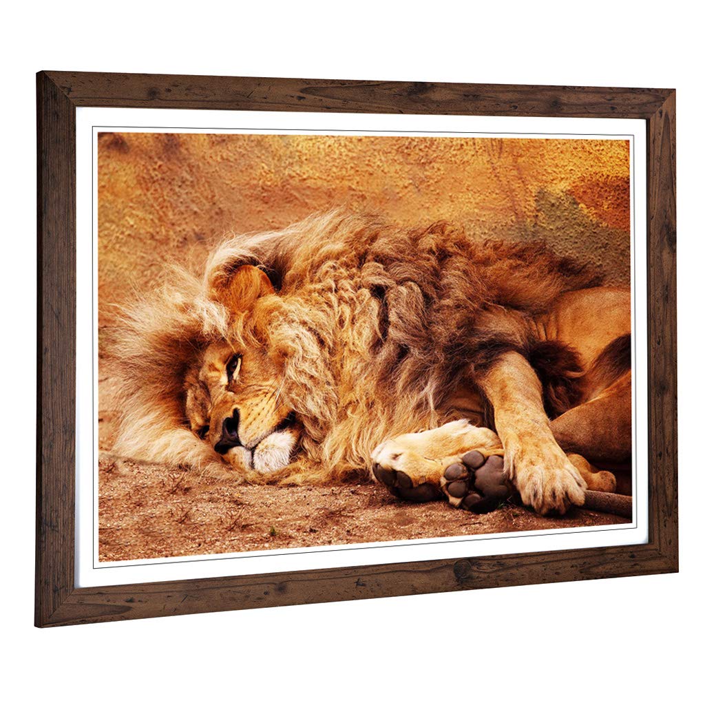 Big Box Art Framed Print of Resting Lion Design | Wall Art Picture | Home Decor for Kitchen, Living, Dining Room, Lounge, Bedroom, Hallway, Office, Walnut, A2 / 24.5x18 Inch / 62x45cm