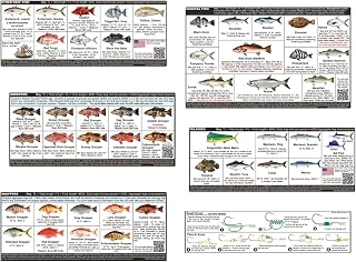 Salty Bones Florida Saltwater Fish ID and Laws Sticker Set - Made in The USA - Updated for 2026 - Latest Version
