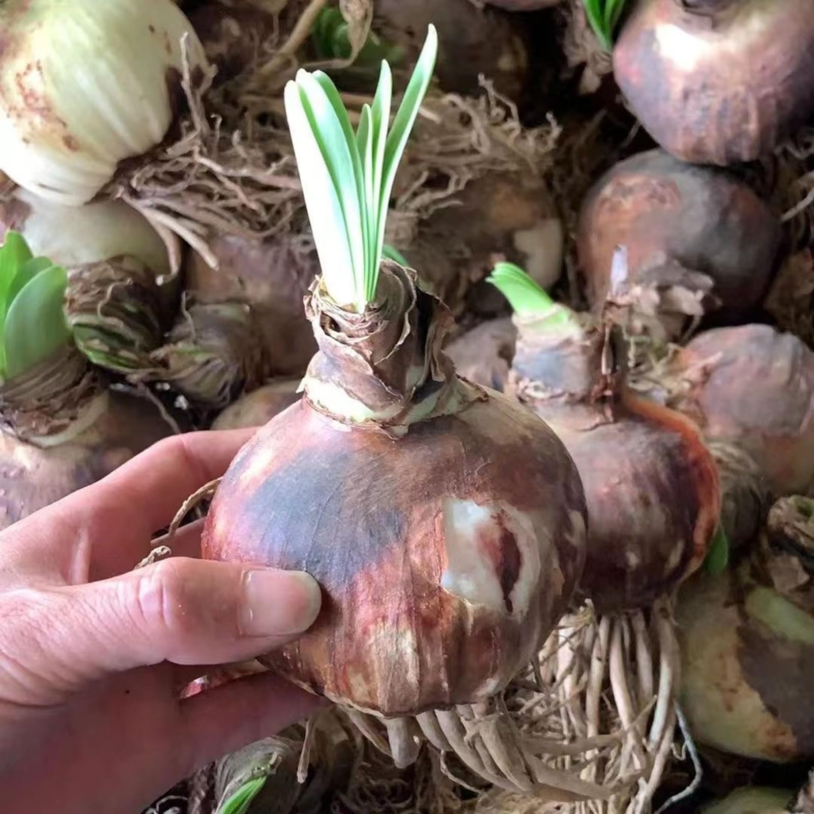Amaryllis zwiebel zimmerpflanzen,Amaryllis zwiebeln mix, Amaryllis zwiebeln  winterharte Stauden, Herbstpflanzung, Frhlingsblher-4zwiebeln-D :  Amazon.de: Garten