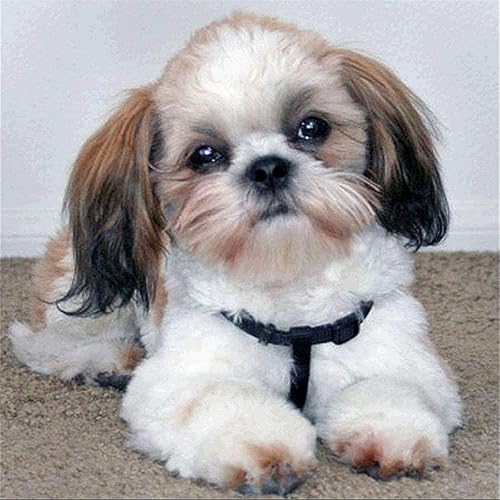 Zimal Shih Tzu Dog DIY - Pintura de diamantes hecha a mano con diseño de animales, punto de cruz, mosaico de punto de cruz, bordado de diamantes,