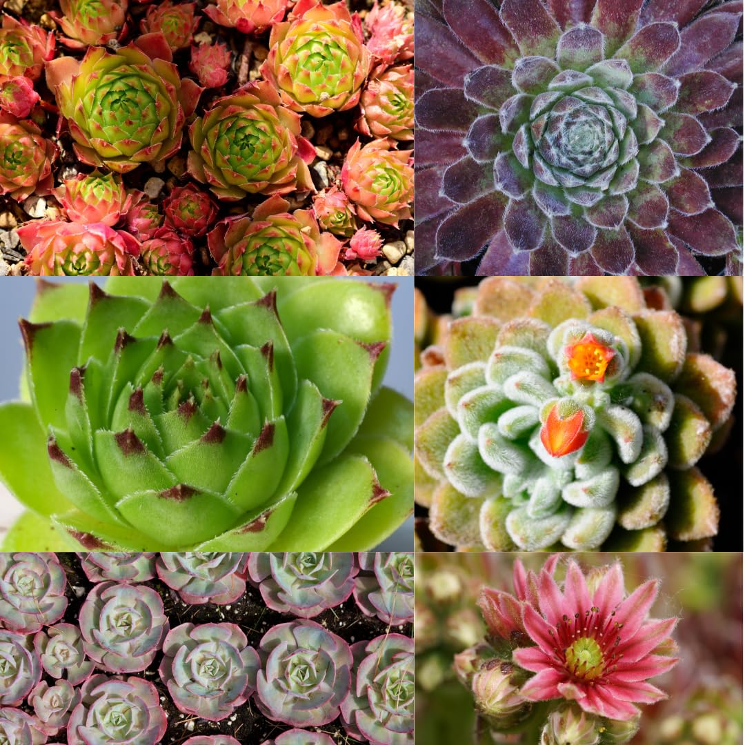 IFLO® Sempervivum Sukkulenten Set – Winterharte pflegeleichte Hauswurz für Garten & Zimmer, vielseitig, frostfest, im Topf vorgezogen, 60 Pflanzen Mischung