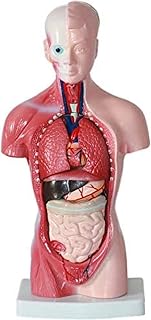 26cm Human Internal Organs Anatomy Torso Model Medical Supplies Suitable for School Teaching