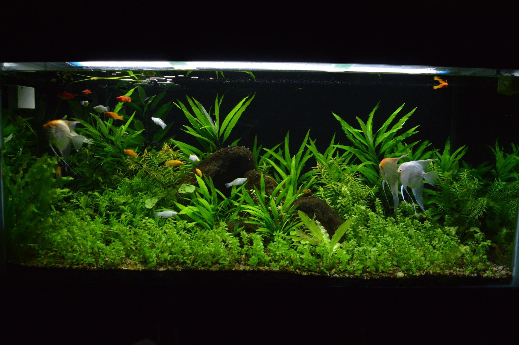 API Leaf Zone Aquarium Plant Food, 453 g Amazon.in Garden & Outdoors