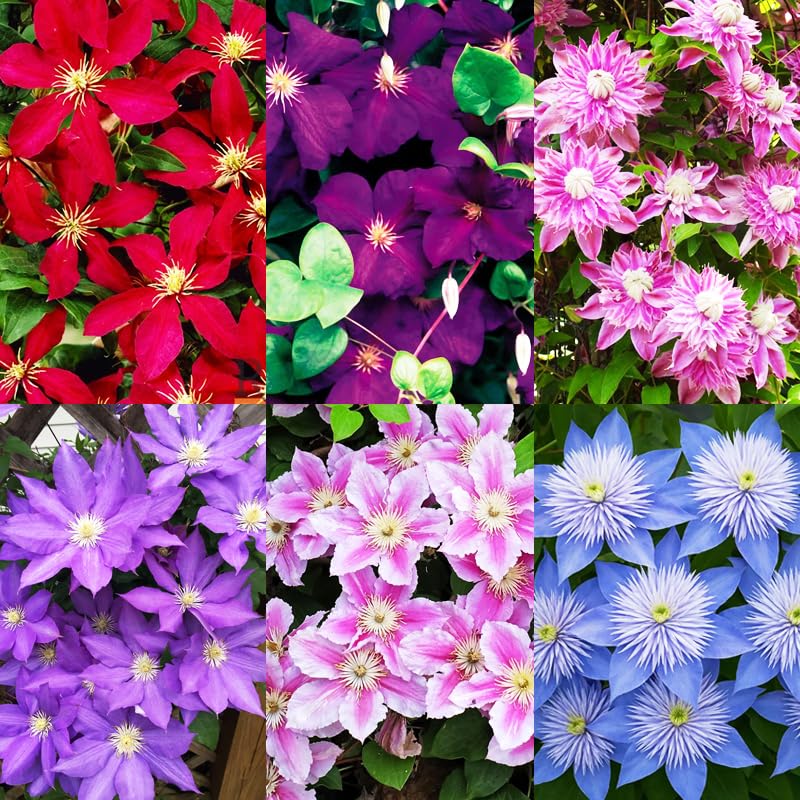 200+Perennial Mixed Clematis Vine Flower Seeds for Planting Outdoor-Clematis Hybridas Plant Garden Home Non-GMO