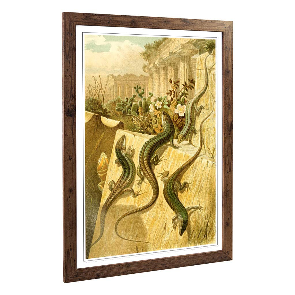 Big Box Art Framed Print of Vintage Brehms Tierlben European Lizard Design | Wall Art Picture | Home Decor for Kitchen, Living Room, Bedroom, Hallway, Walnut, A2 / 24.5x18 Inch / 62x45cm