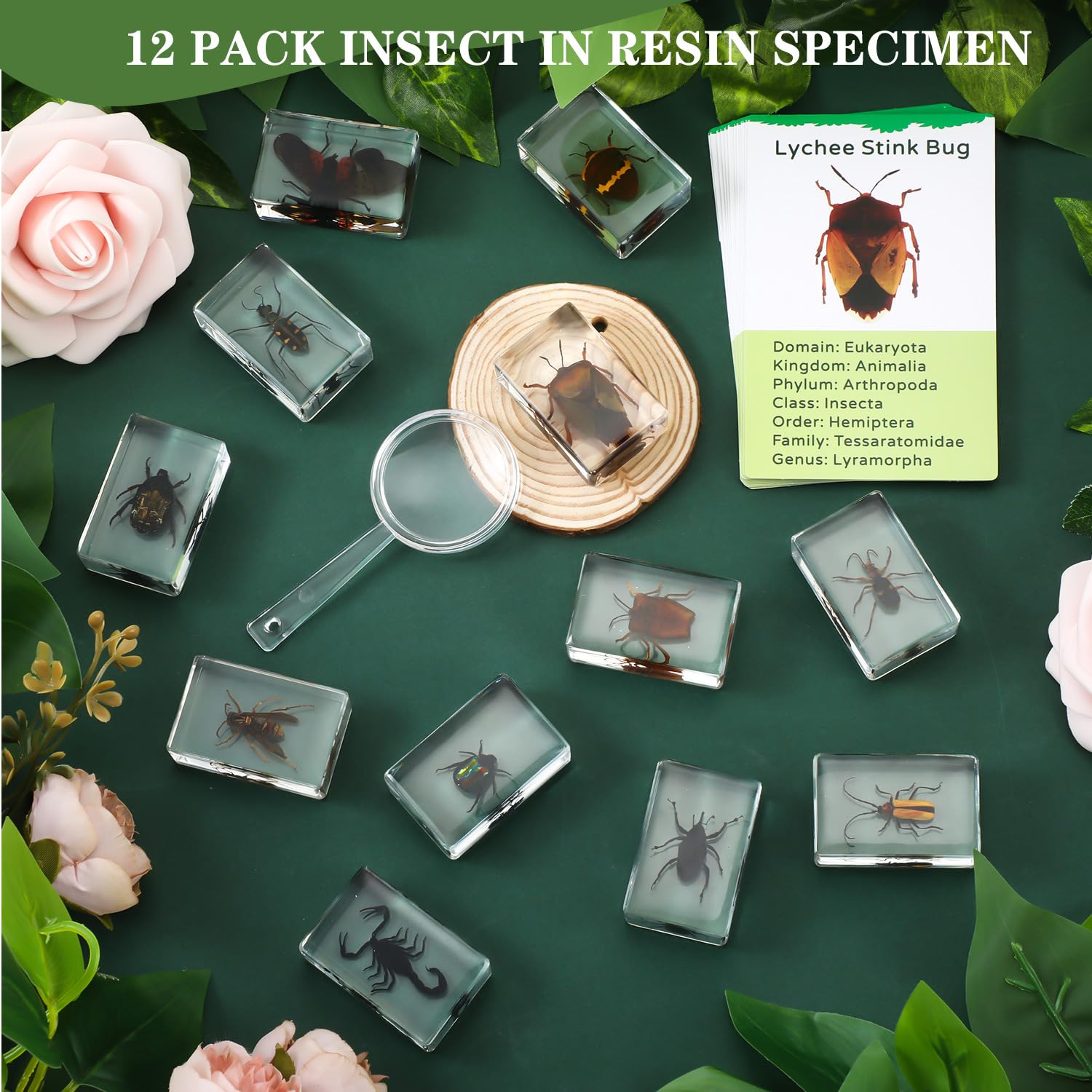 Briwooody 12 Pcs Insect in Resin Specimen with 1 Magnifier 12 Information Cards Bugs Collection Paperweights Specimen Bug Preserved in Resin for Scientific Education Gift for Christmas(Beetle)