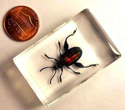 Miniatura 342 de Escarabajo de algodoncillo azul cobalto real de 1.732 in en espécimen de resina de lucita cristalina, insectos, insectos preservados, colección