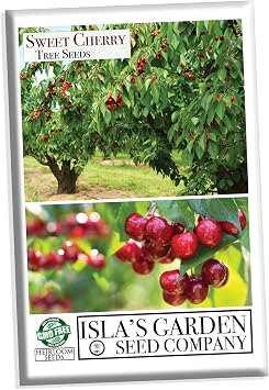 Sweet Cherry Fruit Tree Seeds, 20 Fruit Seeds Per Packet, (Isla's Garden Seeds), Non GMO & Heirloom Seeds, Botanical Name: Prunus avium, Great Home Garden Gift