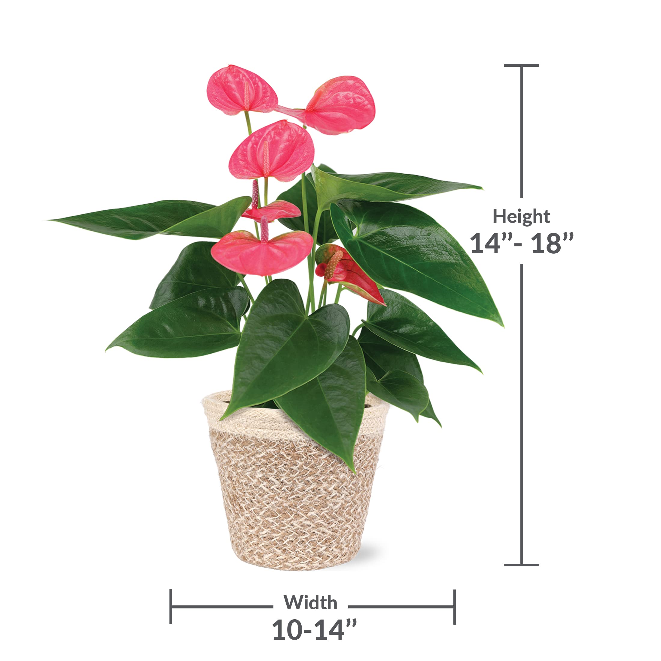 dieffenbachia images Live Dieffenbachia sp. Maui Wowie