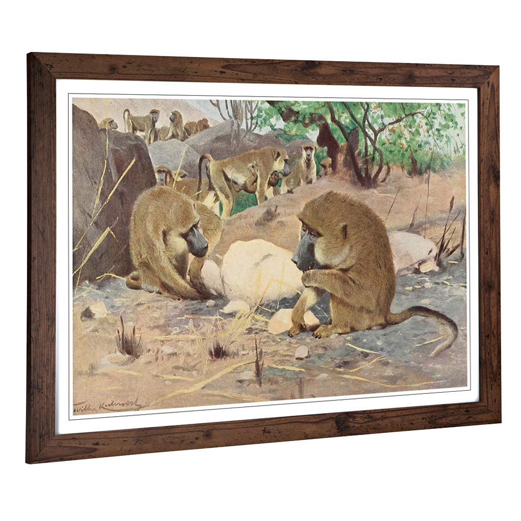 Big Box Art Framed Print of Vintage W Kuhnert Grey Baboon Design | Wall Art Picture | Home Decor for Kitchen, Living, Dining Room, Bedroom, Hallway, Office, Walnut, A2 / 24.5x18 Inch / 62x45cm