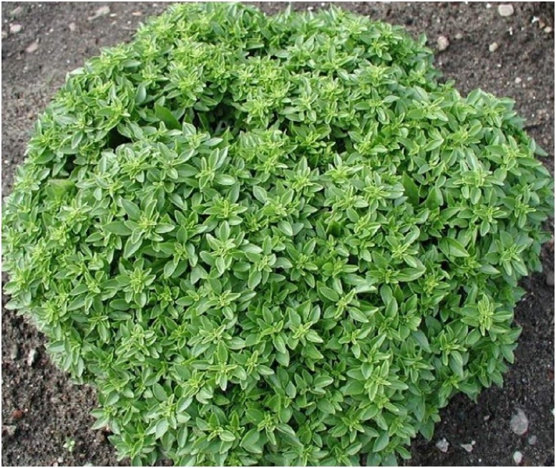 PREMIER SEEDS DIRECT 5 HERB DISKS Collection Seed Tape Amazon.co