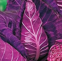 Vista 6 de Seeds Cabbage Red Kalibos Vegetable Heirloom for Planting Non GMO