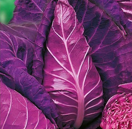 Miniatura 7 de Vegetal gigante sin OMG de col Kalibos roja para plantar