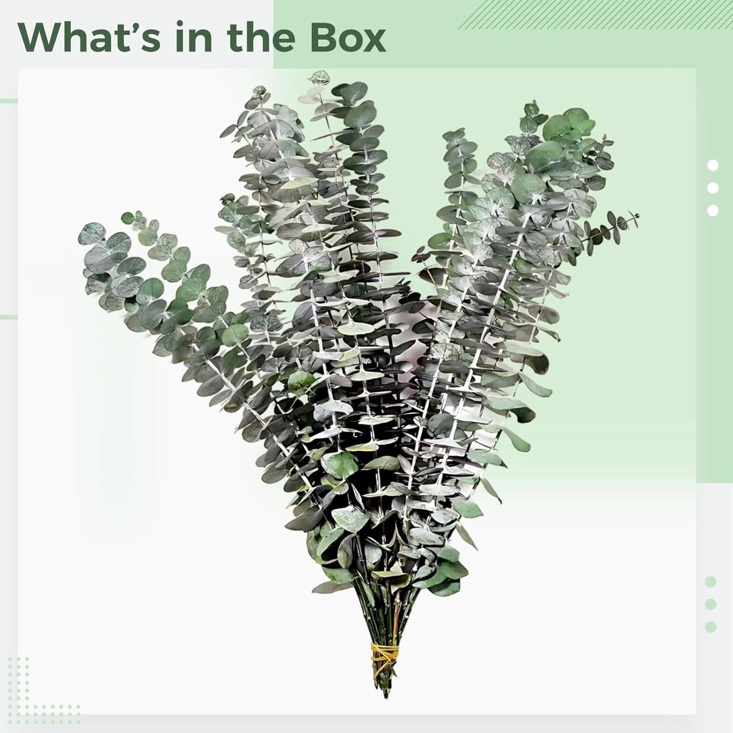 35 Stems Dried Eucalyptus, Preserved Bouquet, 16.9 in Long, Jute Tie, Home Decor