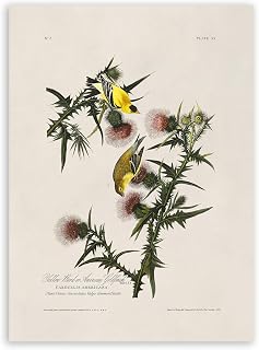 Jorjor Decor American Yellow Goldfinch Print, Audubon Birds of America Illustration, Vintage Style Ornithology Poster