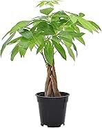 Money Tree Live Indoor Plant in 4 in. Plastic Grower Pot *Sold by Amazon and Arcadia Garden Products*