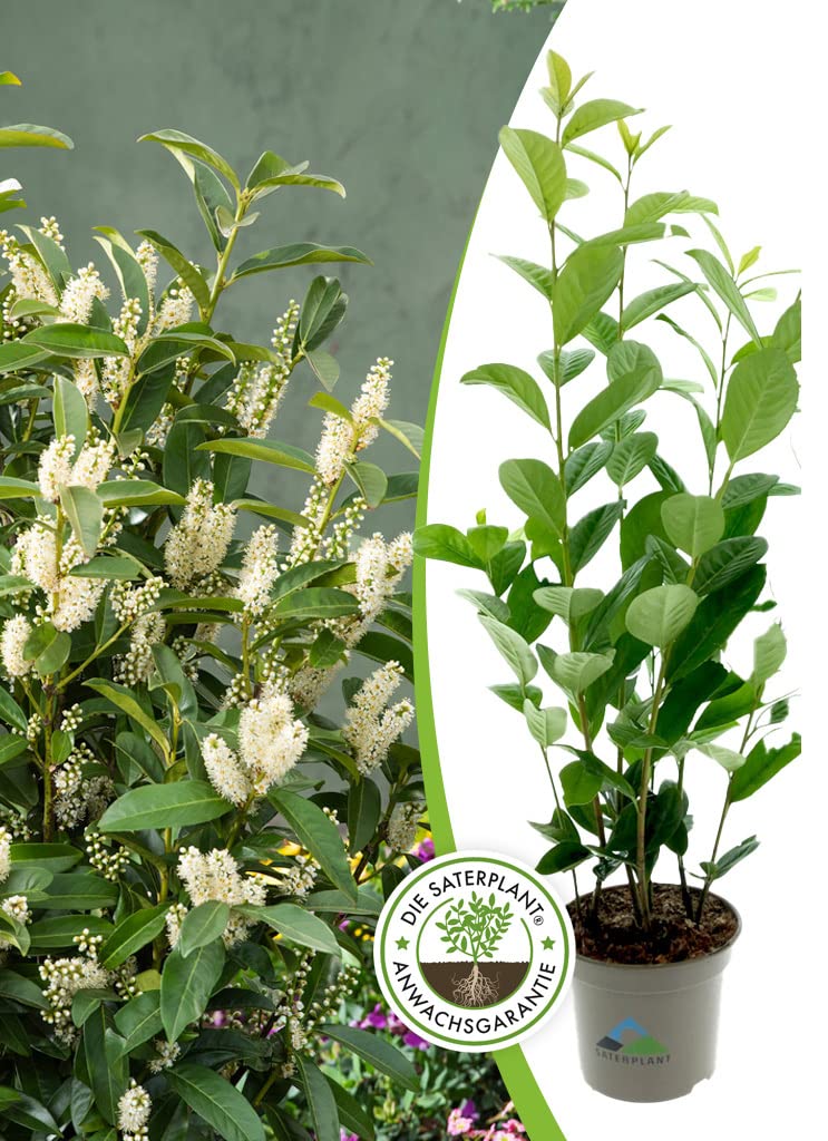 Kirschlorbeer Prunus lauroc. 'Novita', im 2-l-Container, 60-80 (Topf  17  cm), Heckenpflanze, Topfgewachsen, Immergrn, Winterhart, inkl. Dnger :  Amazon.de: Garten