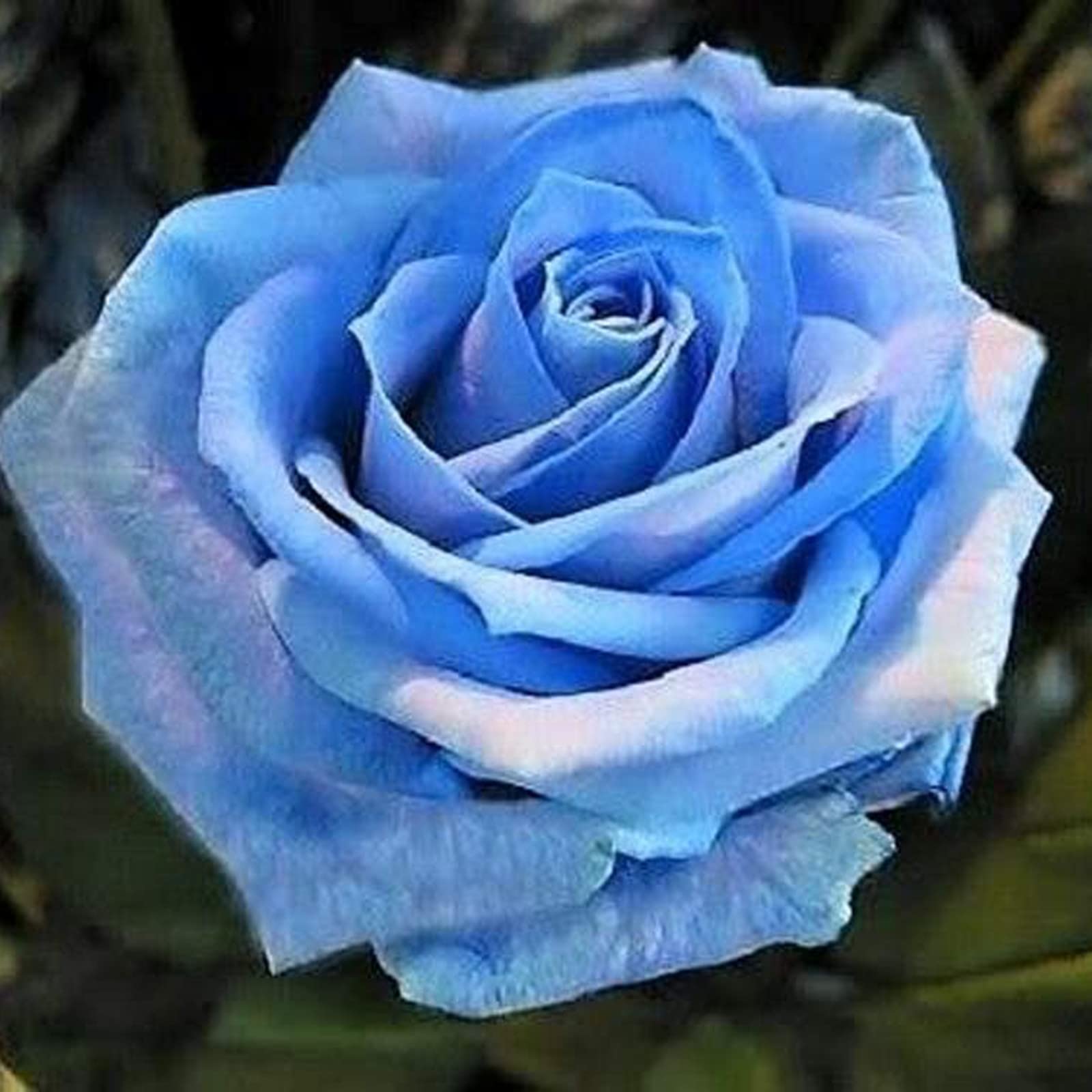 Rose Bulbs Now UK, Strong Plant, Excellent Display, Rare Plants, Mix Greening Flower, Easy Plant, for Containers, Natural Organic, 3bulbs-C