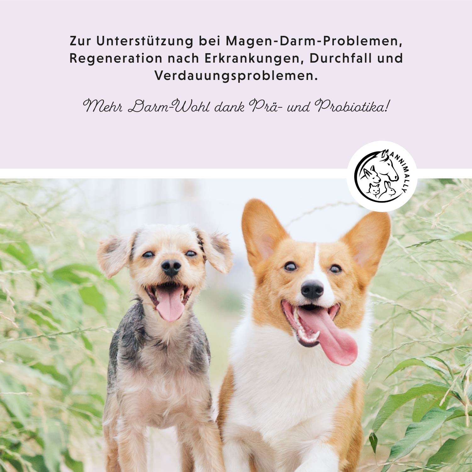 Annimally® Probiotika für Hunde mit 1,5 Mrd. KBE - 120 Tabletten für eine gesunde Darmflora - Darmbakterien zur Darmsanierung & bei Durchfall für den Hund - Immunsystem stärken