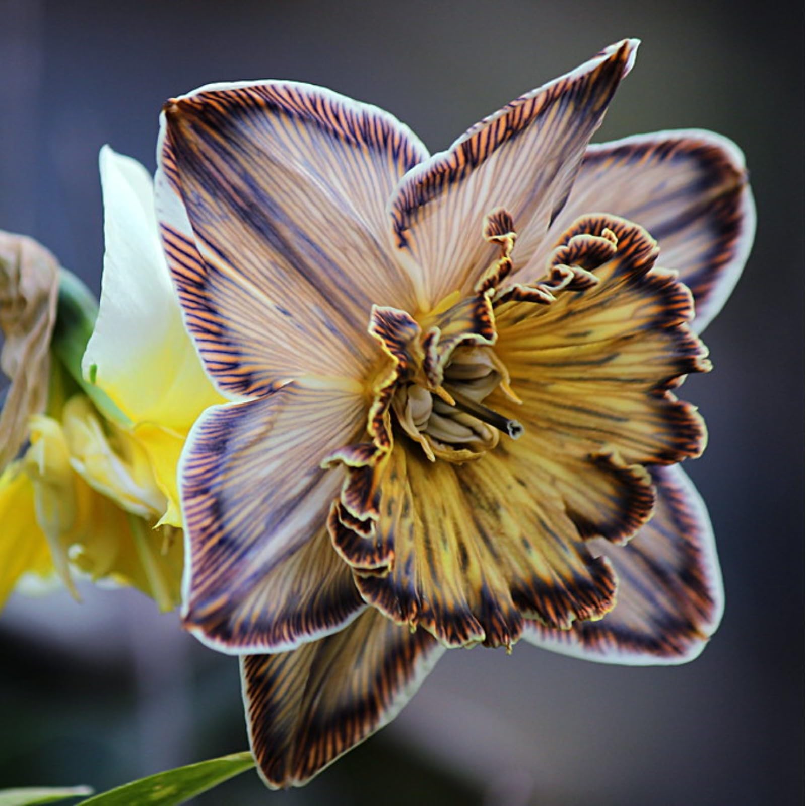Gorgeous Daffodil Bulbs Mix for Planting Now UK/Good for Containers/Natural Organic/Greening Flower/Strong Plants That Grow Well/Perennials,Fragrant,Landscape Design Plants.-4bulbs-H