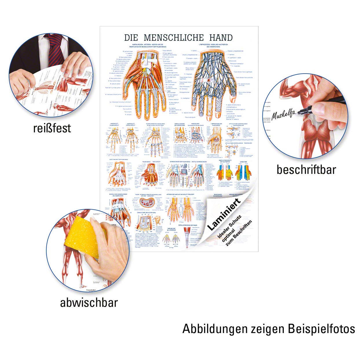 Sport-Tec Die Hand Lehrtafel Anatomie 100x70 cm medizinische Lehrmittel
