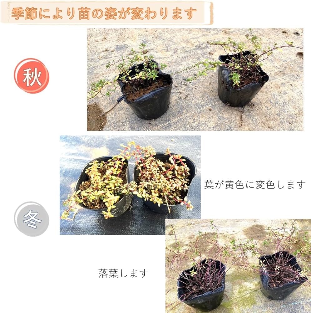 Amazon.co.jp: ヒメイワダレソウ（リピア）・クリーピングタイム