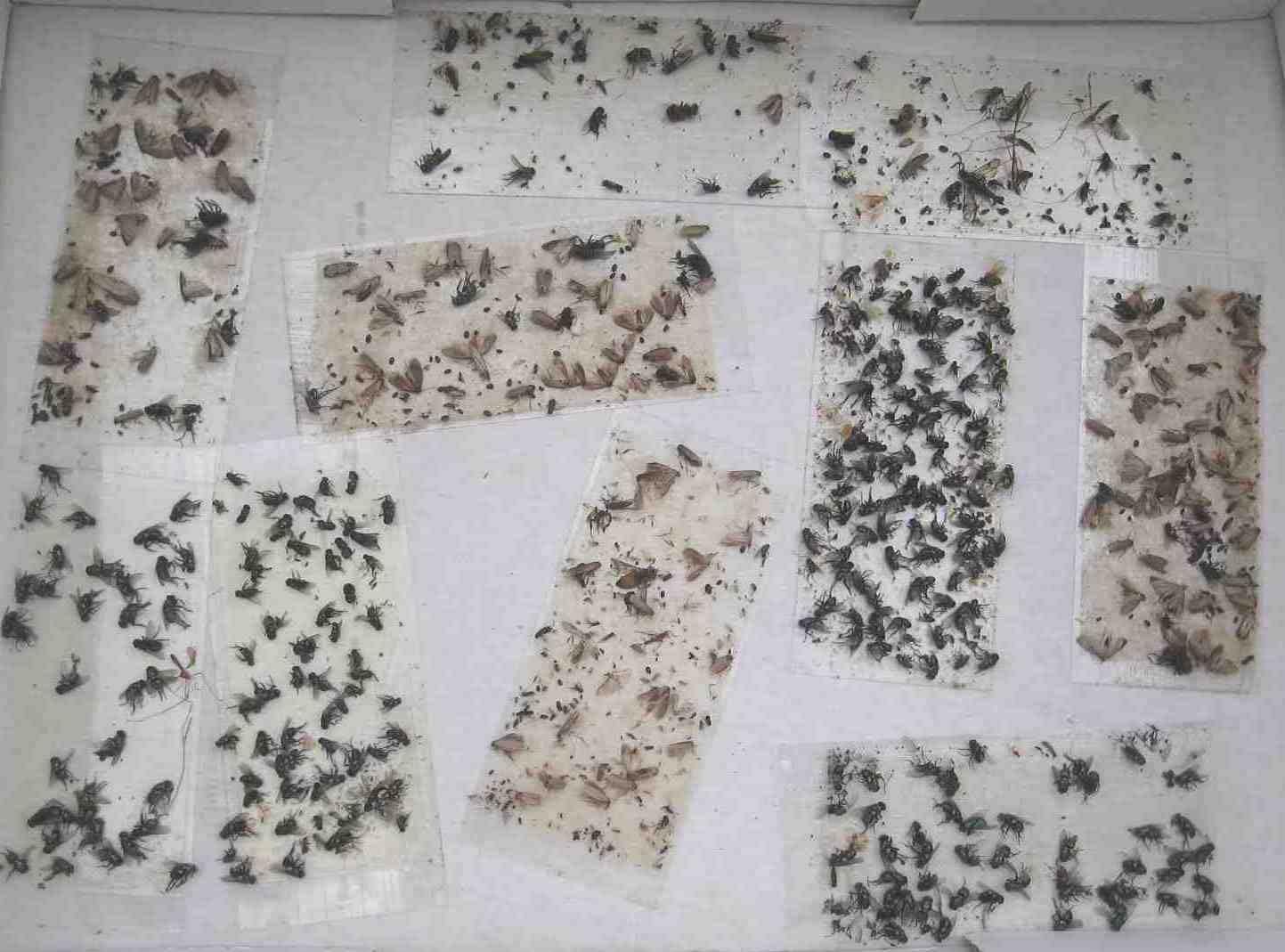100 pk All Insect/Fly Traps/Sticky Strips Trap Flies, Bees, Wasps, Asian Beetles, etc.